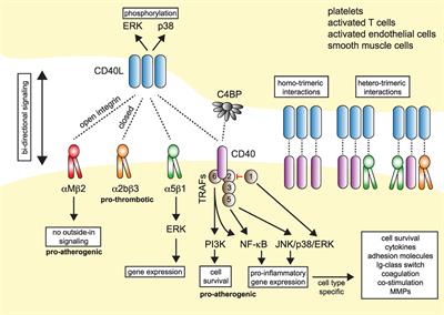 CD40L and Its Receptors in Atherothrombosis—An Update